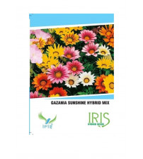 Iris Imported Gazania Sunshine Mix 20 Seeds